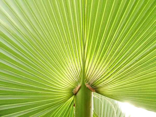 Hoja Palma Verde Fresca — Foto de Stock