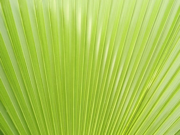 Fresh Green Palm Leaf Day Time Stock Picture