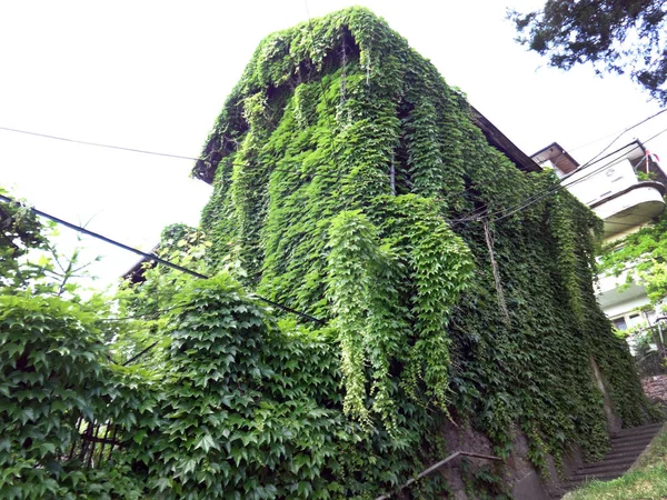 Casa Cubierta Con Hojas Hiedra Durante Día — Foto de Stock