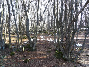 Bir orman yeşil yosun kaplı taşlar