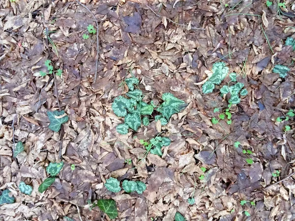 Folhas de Hera Verde entre Folhas de Outono — Fotografia de Stock