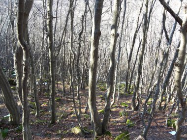 Bir orman yeşil yosun kaplı taşlar