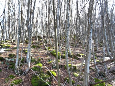 Bir orman yeşil yosun kaplı taşlar