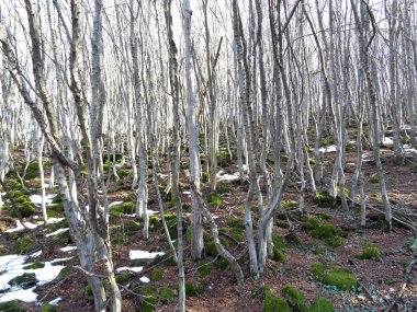 Bir orman yeşil yosun kaplı taşlar