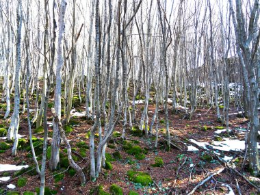 Bir orman yeşil yosun kaplı taşlar
