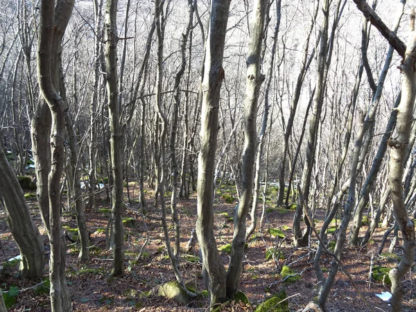 Bir orman yeşil yosun kaplı taşlar
