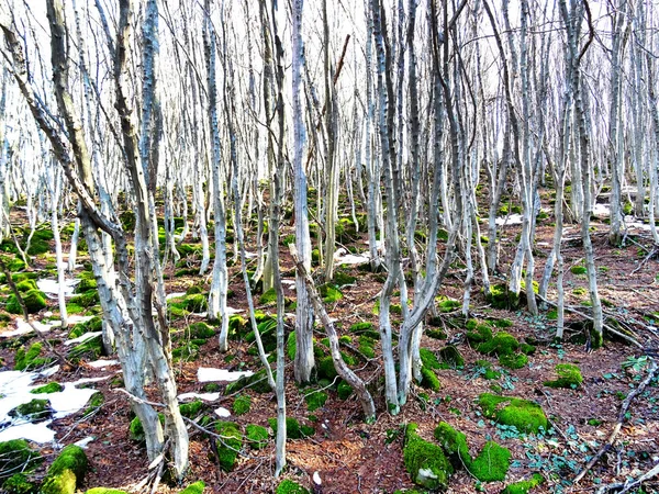 Камені, покритий зеленим мохом у лісі — стокове фото