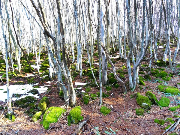 Pedras cobertas com musgo verde em uma floresta — Fotografia de Stock