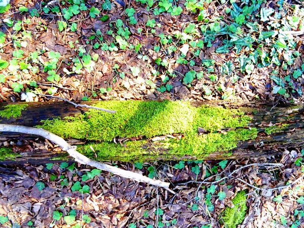 Stem covered with Green Moss in a Forest — Stock Photo, Image
