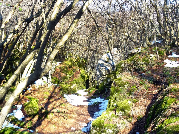 森の中の緑の苔で覆われている石 — ストック写真