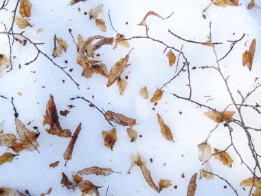 Kar üzerinde kuru ağaç yaprak