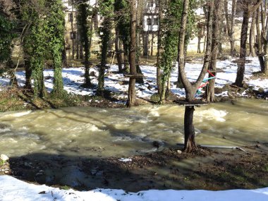 Nehir ağaçları arasında