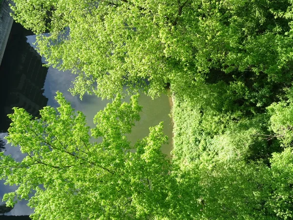 Árboles verdes y agua drom Arriba — Foto de Stock