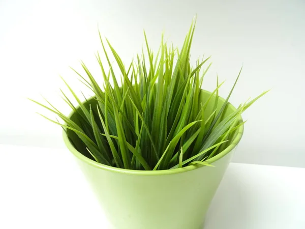 Herbe verte fraîche dans un pot de fleurs vertes — Photo