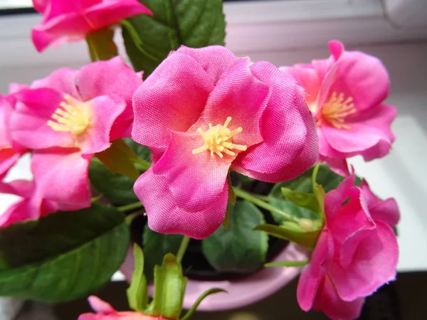 Розовые цветы в цветочном горшке — стоковое фото