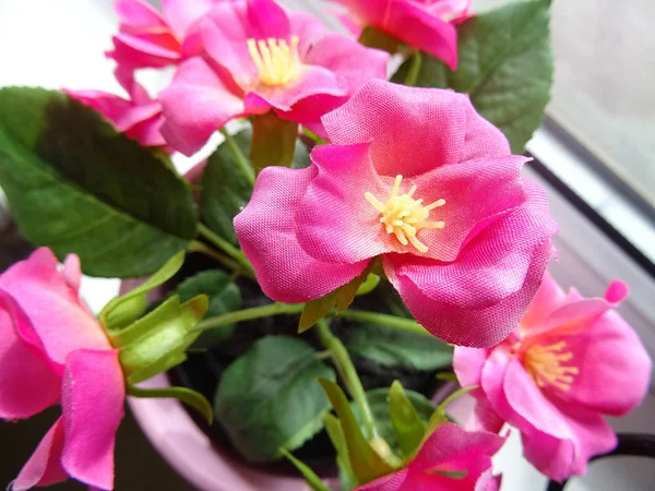 꽃 냄비에 핑크 꽃 — 스톡 사진
