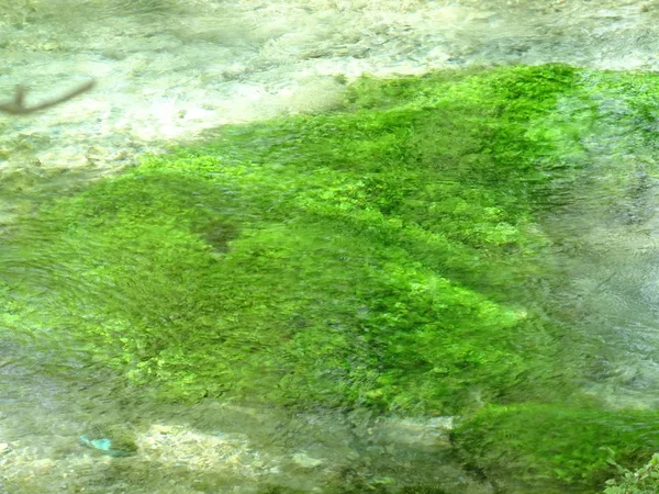 Green Duckweed bajo agua clara — Foto de Stock