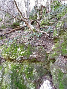 Bir orman yeşil yosun kaplı taşlar