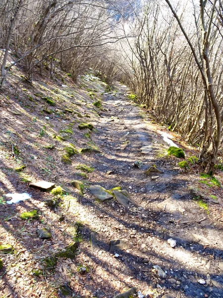 Камені, покритий зеленим мохом у лісі — стокове фото