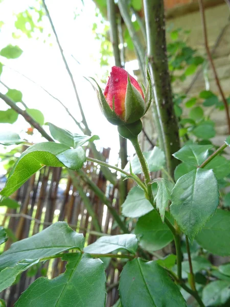 Red Rose Bud dans un jardin — Photo