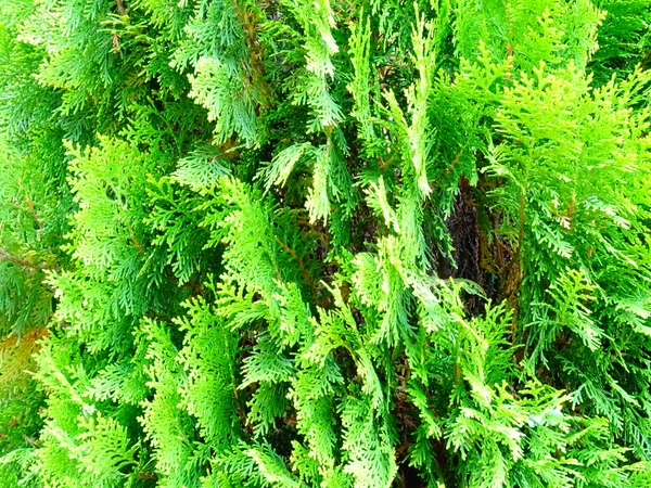 Taze Thuja Yaprakları Yakın Çekim — Stok fotoğraf