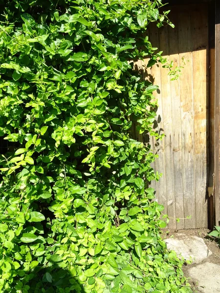 Hojas verdes frescas contra el fondo de una puerta de madera — Foto de Stock