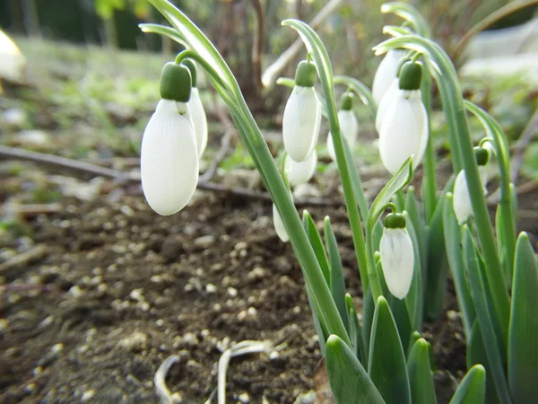 Świeży przebiśnieg rosnące w Green Garden w wiosenny — Zdjęcie stockowe