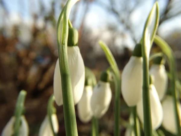 Fresca nevada en un jardín verde en primavera — Foto de Stock