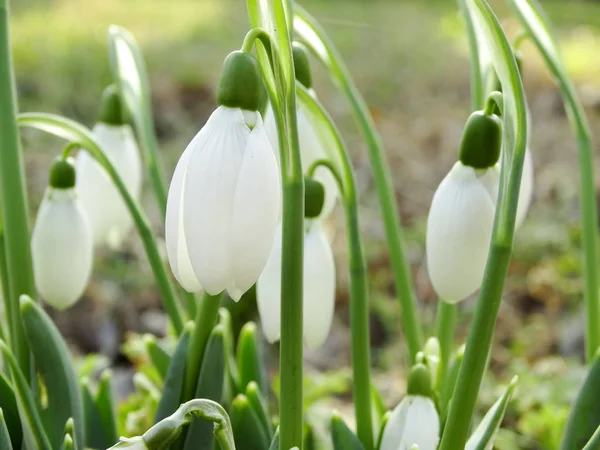 Fresca nevada en un jardín verde en primavera — Foto de Stock