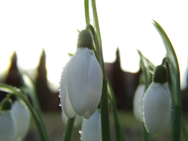 Fresca nevada en un jardín verde en primavera — Foto de Stock