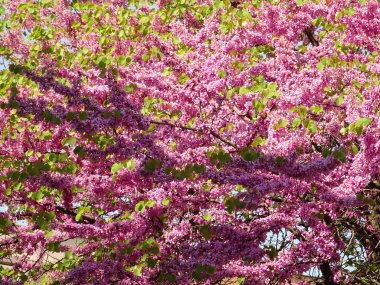 Ağaç bahar üzerinde küçük pembe çiçeği