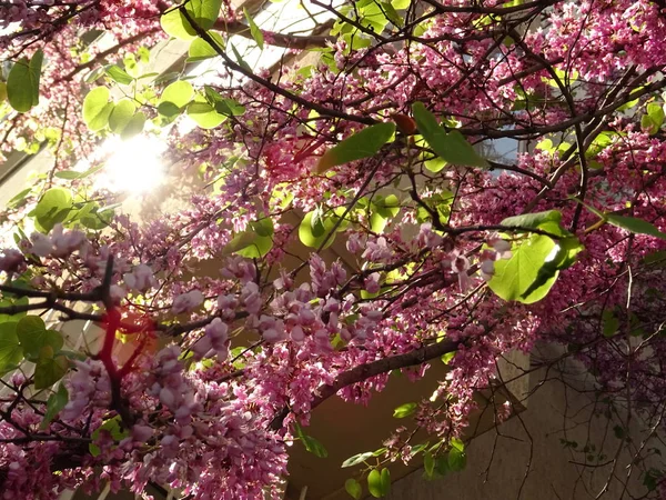 Petite fleur rose sur un arbre de printemps — Photo