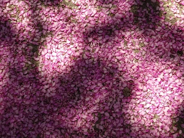 Top View of a Ground covered with Pink Tree Blossom Leaves — Stock Photo, Image