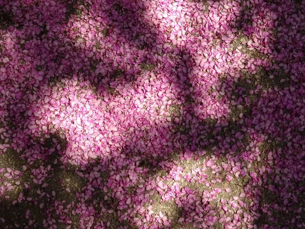 Blick von oben auf einen mit rosa Baumblütenblättern bedeckten Boden — Stockfoto