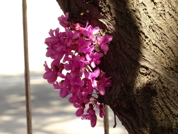 Маленький розовый цветок на весеннем дереве — стоковое фото