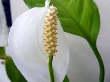 Beyaz spatifilyum çiçeği çok yakın görünümü