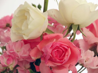 Pembe ve Beyaz Güller Buket beyaz bir arka plan izole