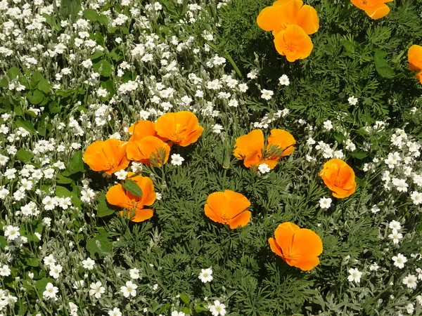 Pole pomarańczowy ogród kwiaty i trawa zielona — Zdjęcie stockowe