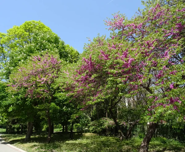 Ağaç bahar üzerinde küçük pembe çiçeği — Stok fotoğraf
