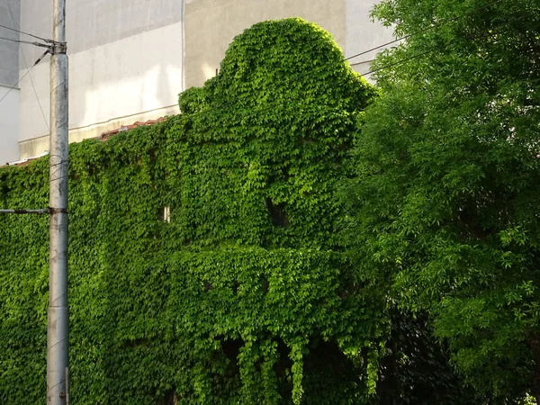 Vecchio edificio coperto con foglie di edera verde — Foto Stock