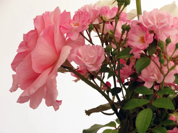 Roze en witte rozen boeket geïsoleerd op een witte achtergrond — Stockfoto