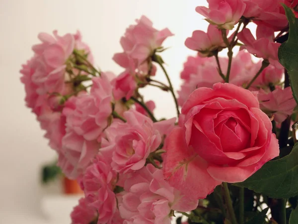 Roze en witte rozen boeket geïsoleerd op een witte achtergrond — Stockfoto