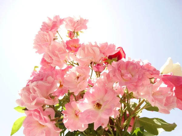Puha rózsaszín rózsa, szemben a háttérben a kék ég alatt — Stock Fotó