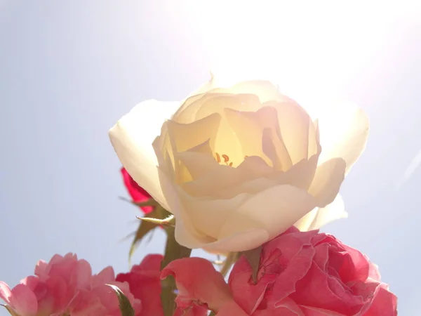 Rosas blancas y rosas contra el fondo del cielo azul y — Foto de Stock
