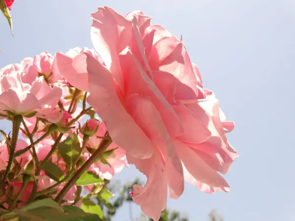 Rosas rosa macias contra o fundo do céu azul e sob — Fotografia de Stock