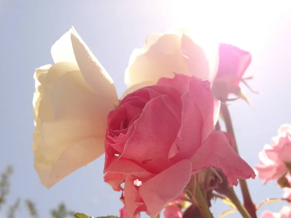 Weiße und rosa Rosen vor dem Hintergrund des blauen Himmels und — Stockfoto