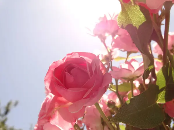 Rosas rosadas suaves contra el fondo del cielo azul y debajo — Foto de Stock