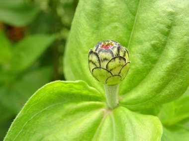 Pembe çiçek tomurcuğu ile yeşil çiçek Leawes