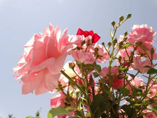 Rosas rosa macias contra o fundo do céu azul e sob — Fotografia de Stock