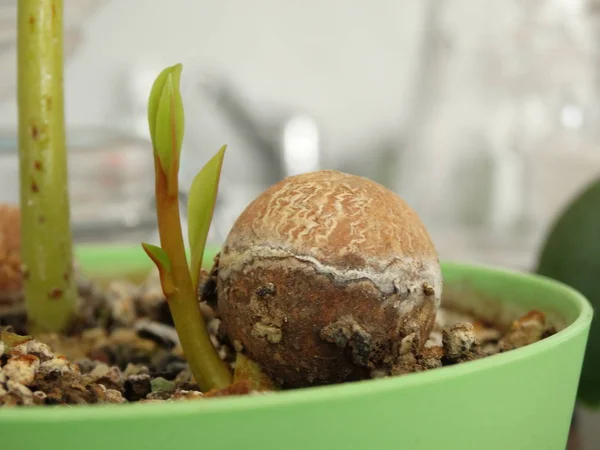 Kugletræ Frø vokser i en blomst Pot - Stock-foto